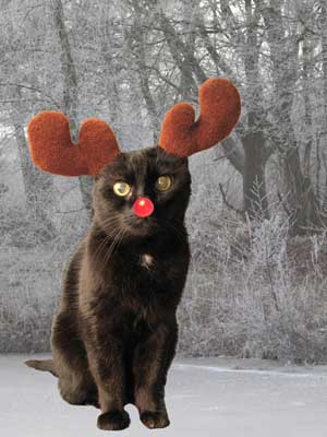 Stuben-Rudolph