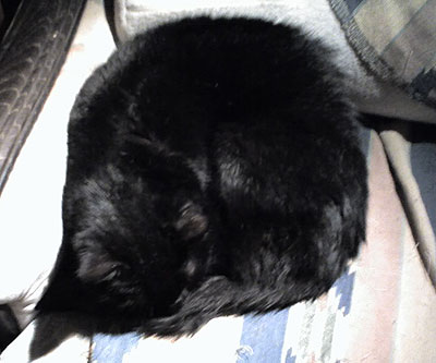 Tapsie die Katze
