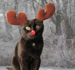 Frohe Weihnachten…